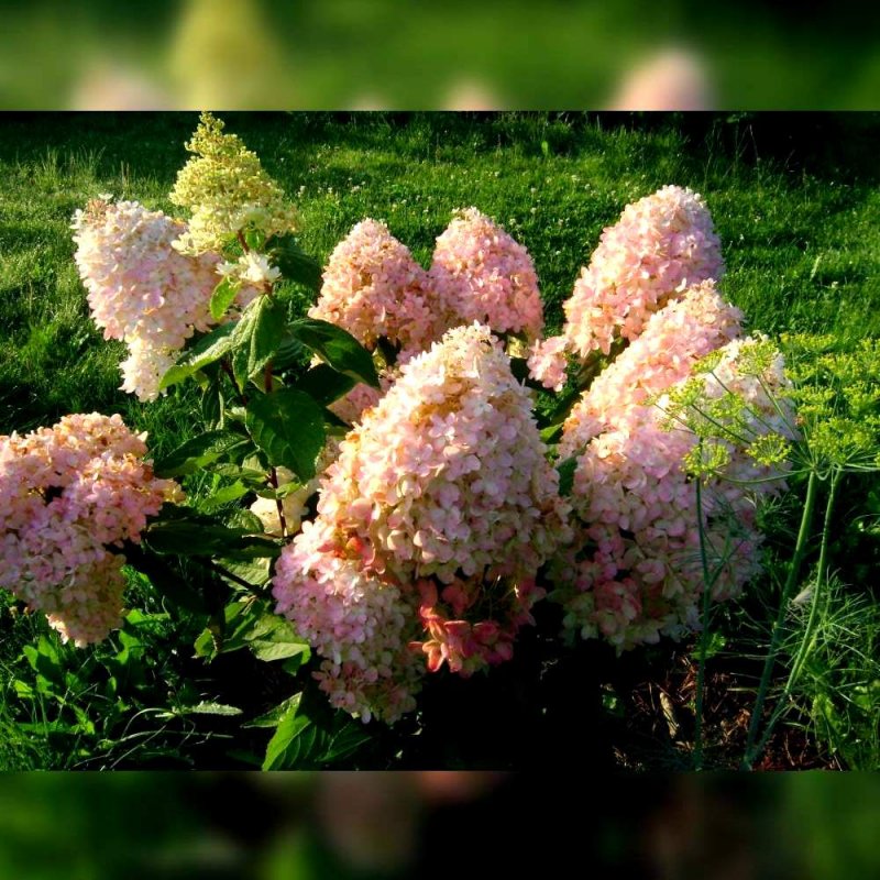 Гортензия метельчатая (Hydrangea paniculata praecox