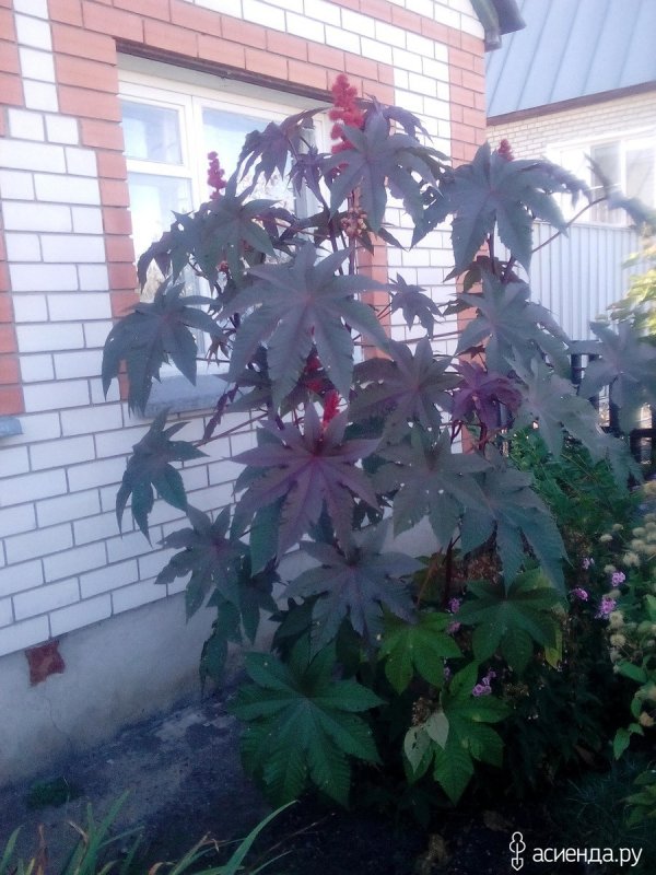 Клещевина Ricinus communis