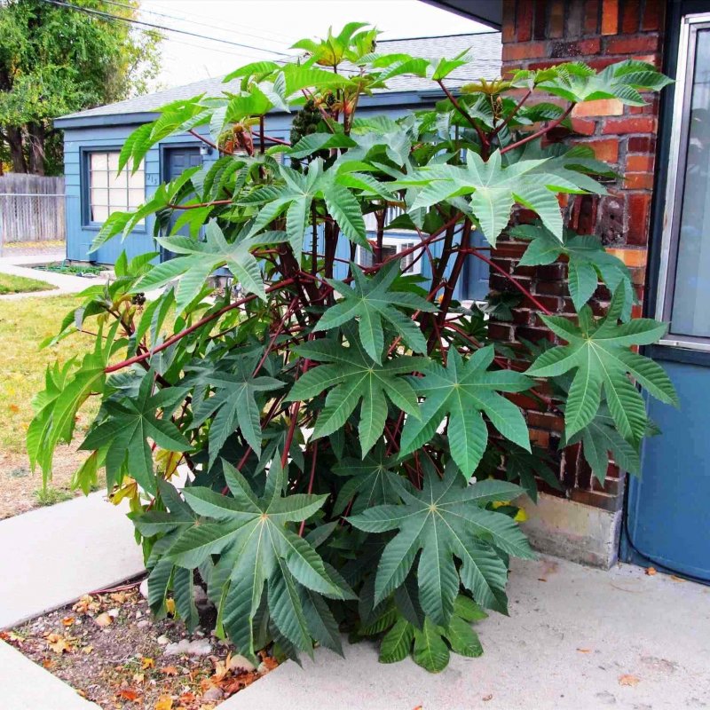 Клещевина Ricinus communis