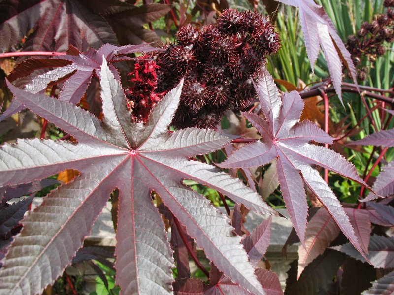 Клещевина Ricinus communis