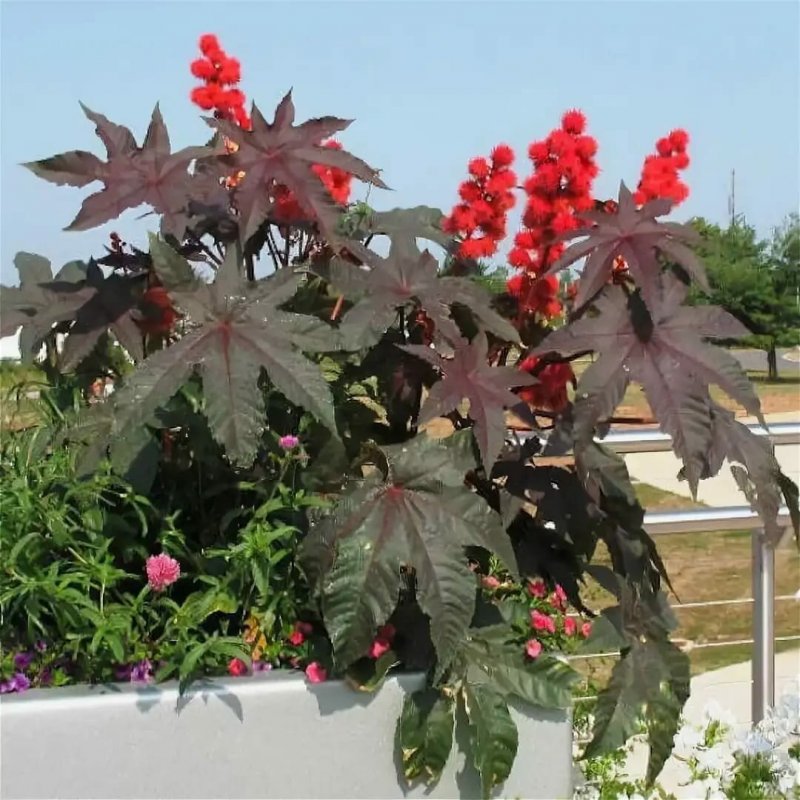 Клещевина Ricinus communis