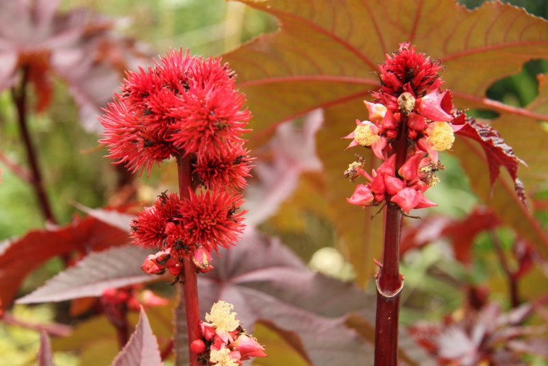 Клещевина обыкновенная (Ricinus communis)