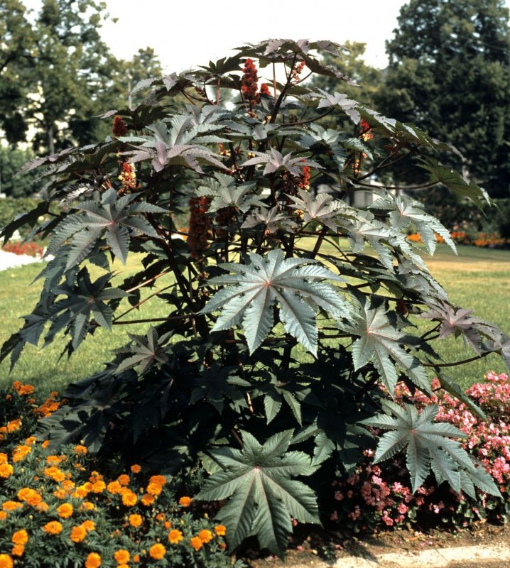 Клещевина (Ricinus)