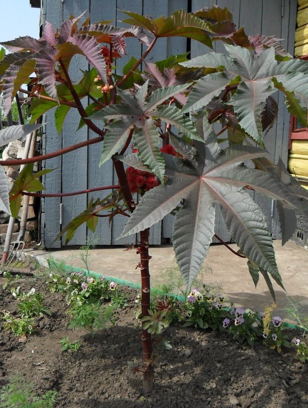 Клещевина Ricinus communis