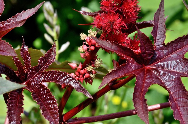 Клещевина Ricinus communis