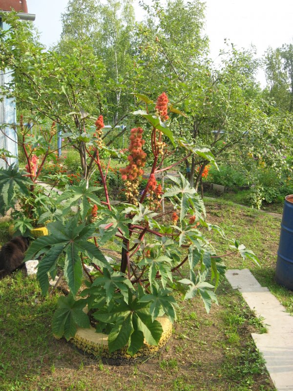 Клещевина Багровая Пальма