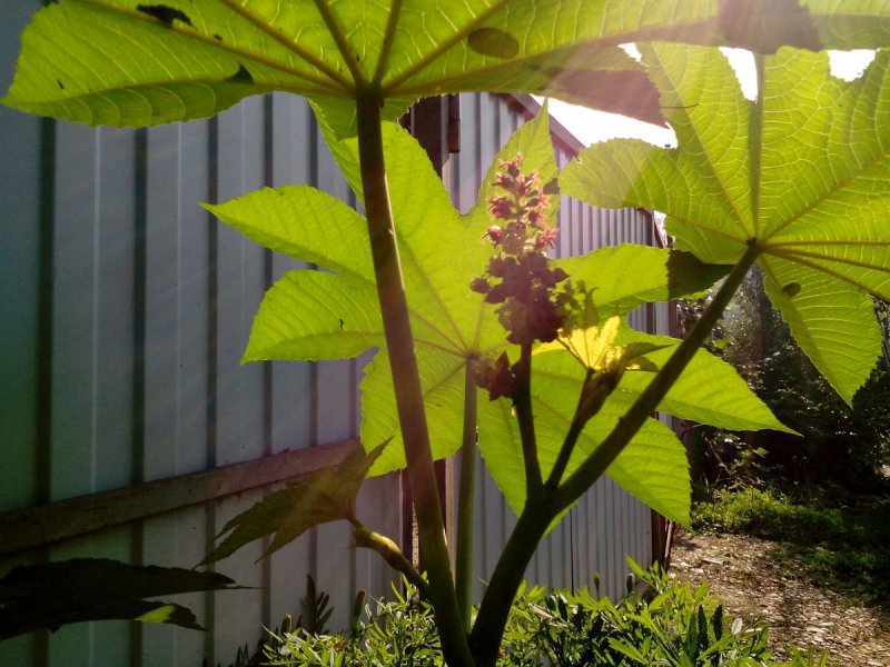 Ricinus communis в промышленности