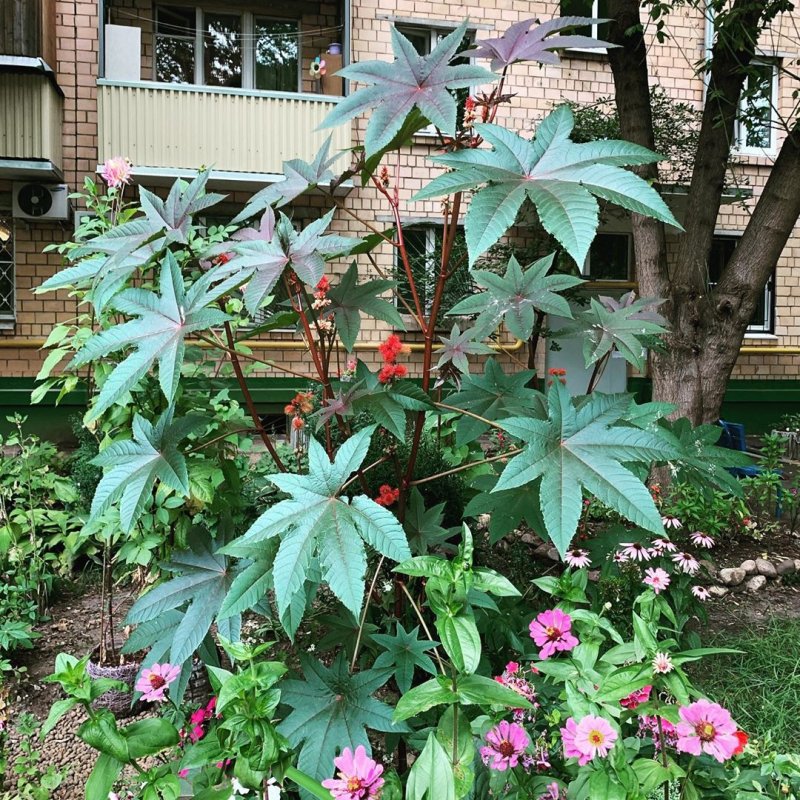 Клещевина рицин