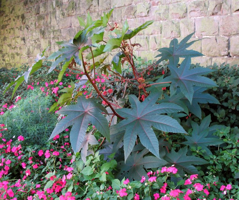 Клещевина Ricinus communis