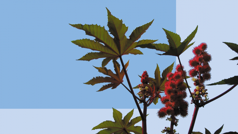 Ricinus communis l.