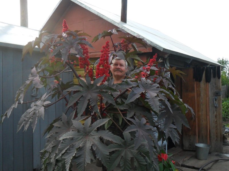 Клещевина Ricinus communis