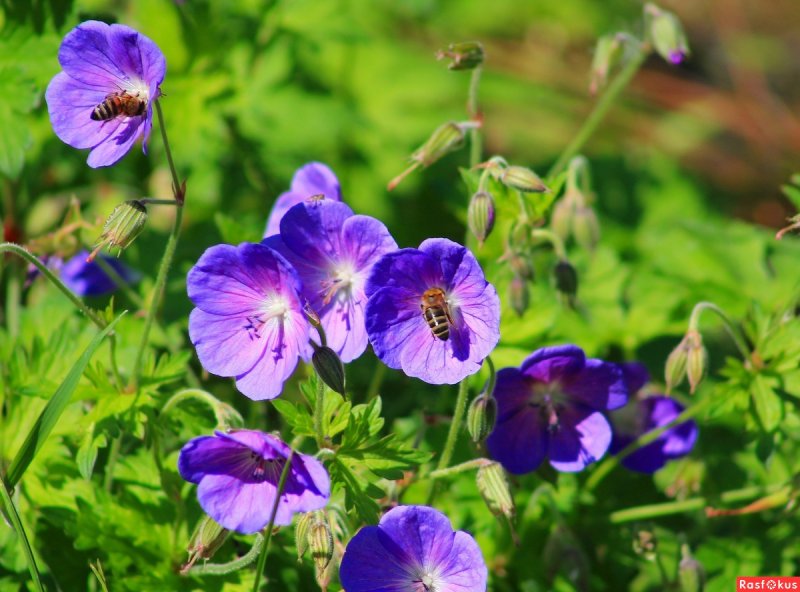 Герань Луговая Geranium pratense l.