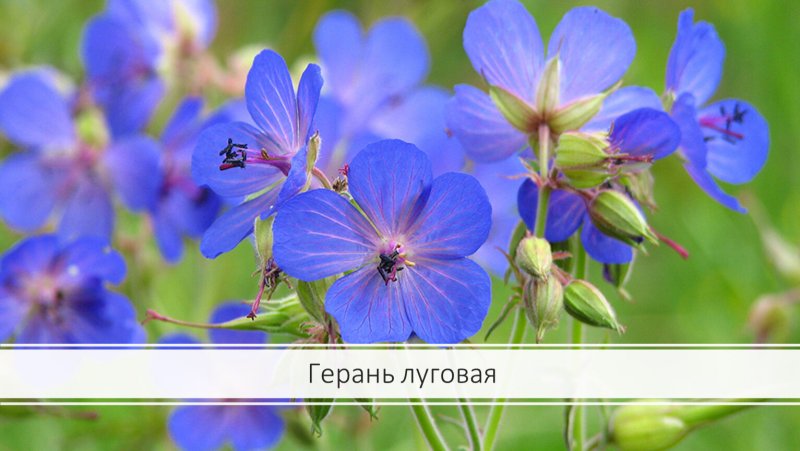 Герань Даурская