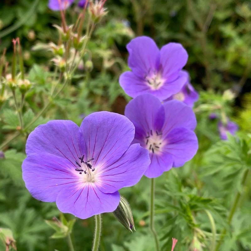 Geranium pratense растение