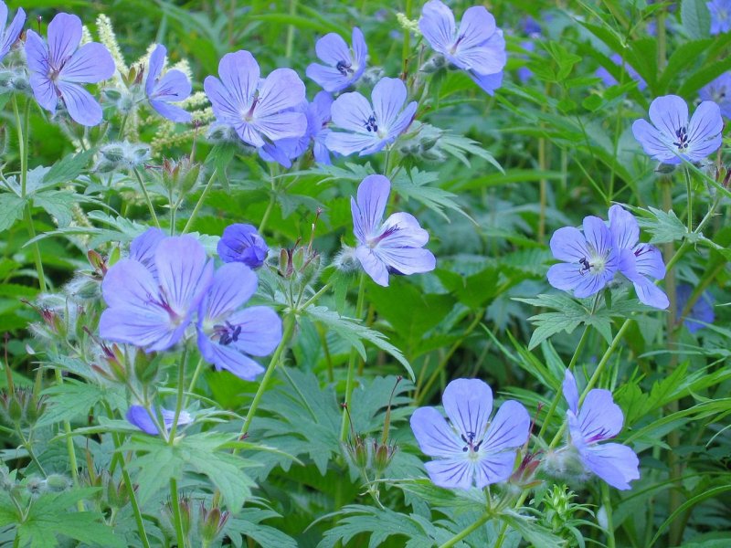 Герань, журавельник, аистник (Geranium Molle