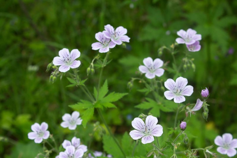 Герань Луговая Geranium pratense l.