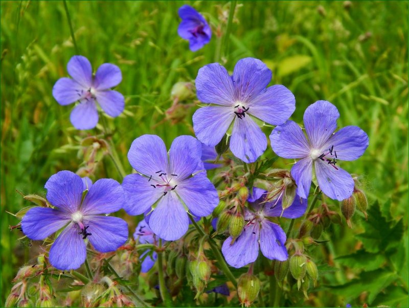 Герань Луговая Geranium pratense l.