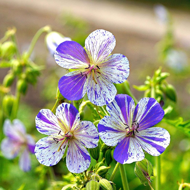 Герань Лесная (Geranium sylvaticum)