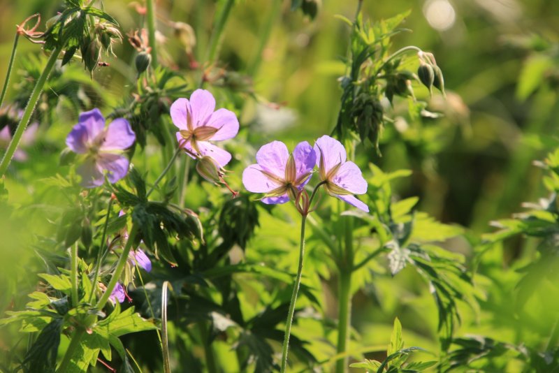 Герань Луговая Geranium pratense l.