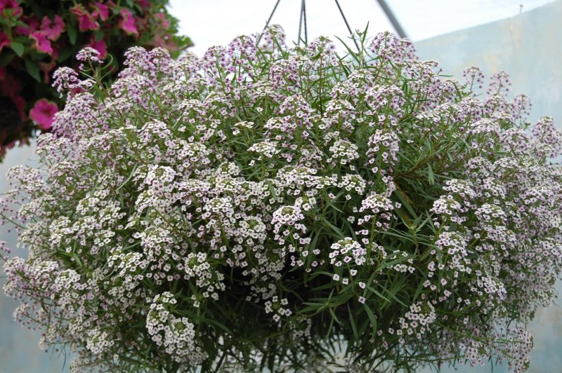 Алиссум Primavera Princess