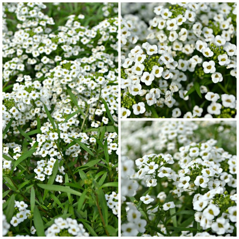 Лобулярия Primavera Princess