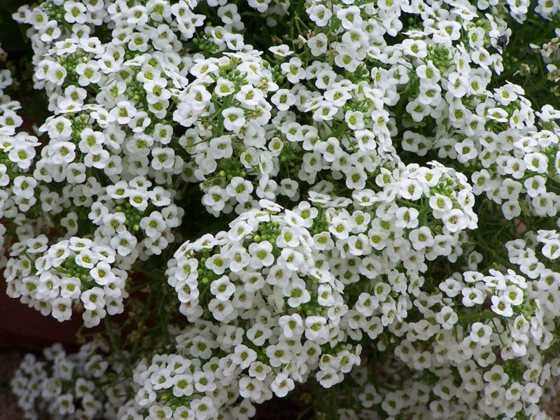 Алиссум Lucia White