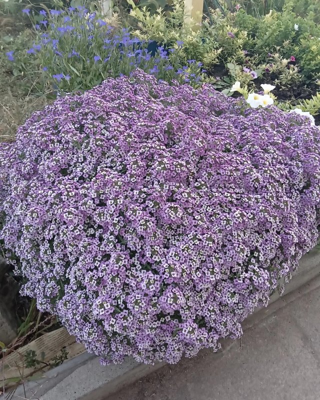 Алиссум Lucia Lavender