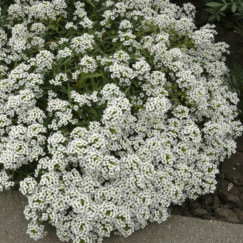 Алиссум (maritimum)