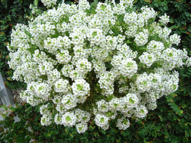 Brassicaceae Lobularia
