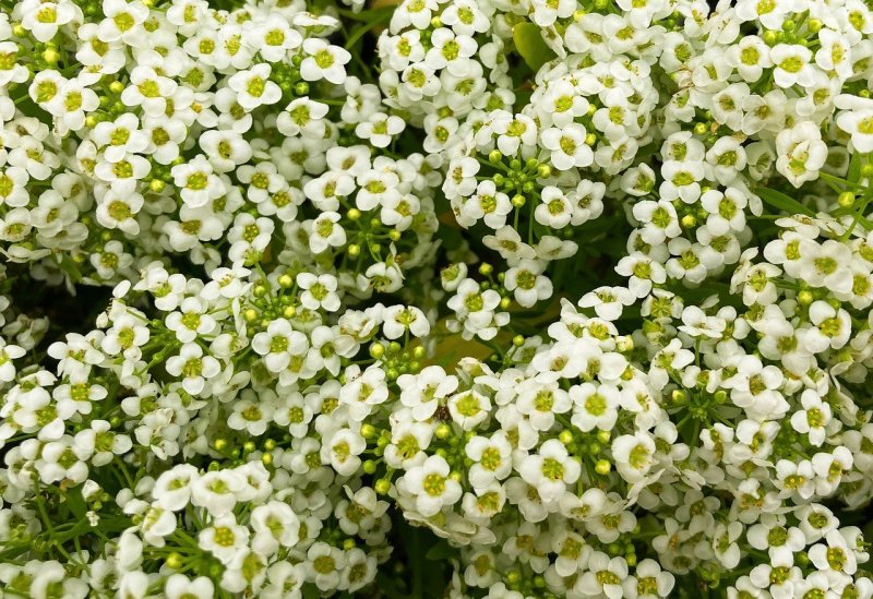 Алиссум Lucia White