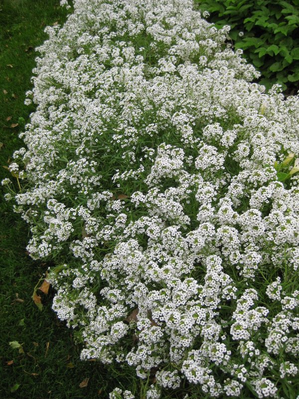 Лобулярия Lobularia Snow Princess