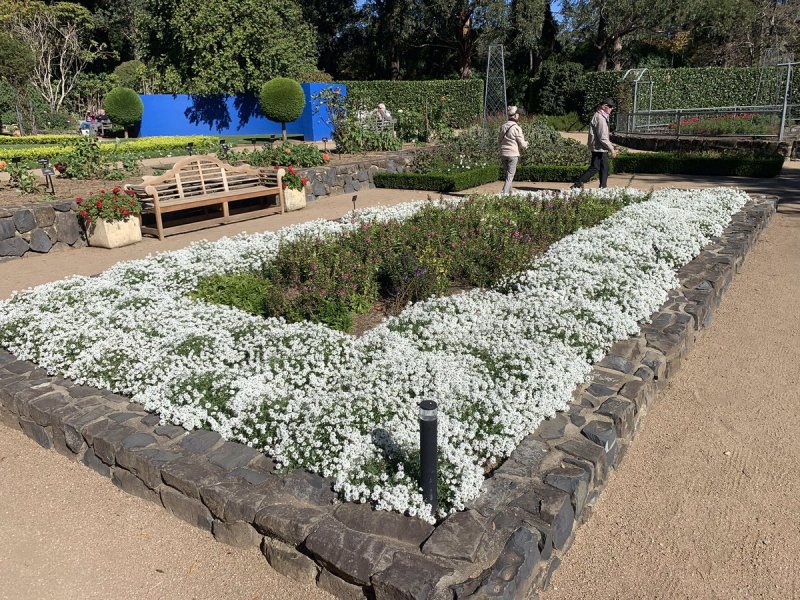 Алиссум (maritimum)