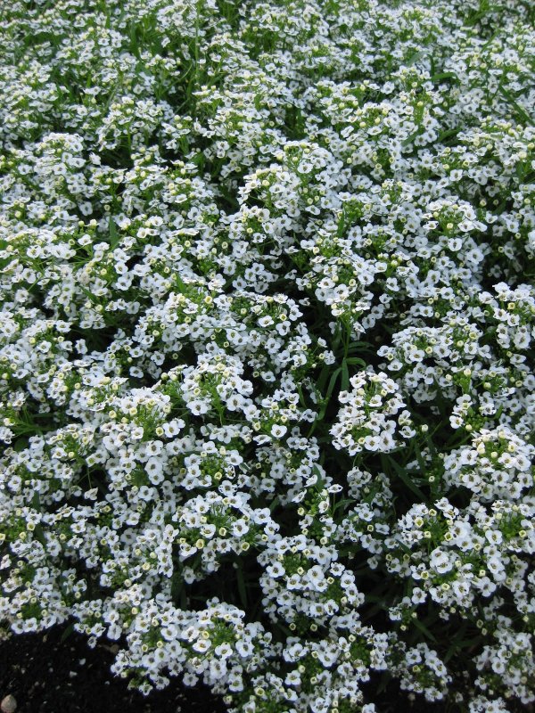 Алиссум Lobularia maritima