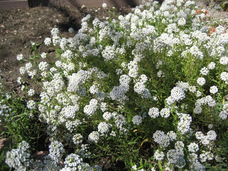 Лобулярия Приморская (Lobularia maritima)