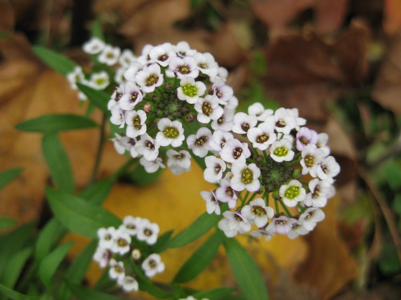 Алиссум Lobularia maritima