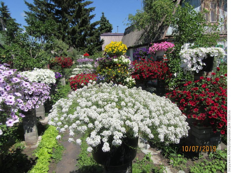 Петуния каскадная