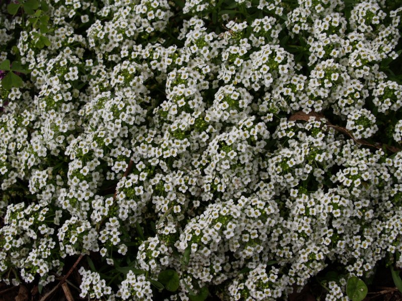 Алиссум Lobularia maritima