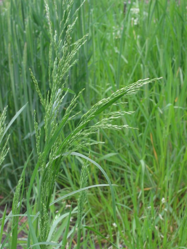 Мятлик Луговой (POA pratensis) ботаника