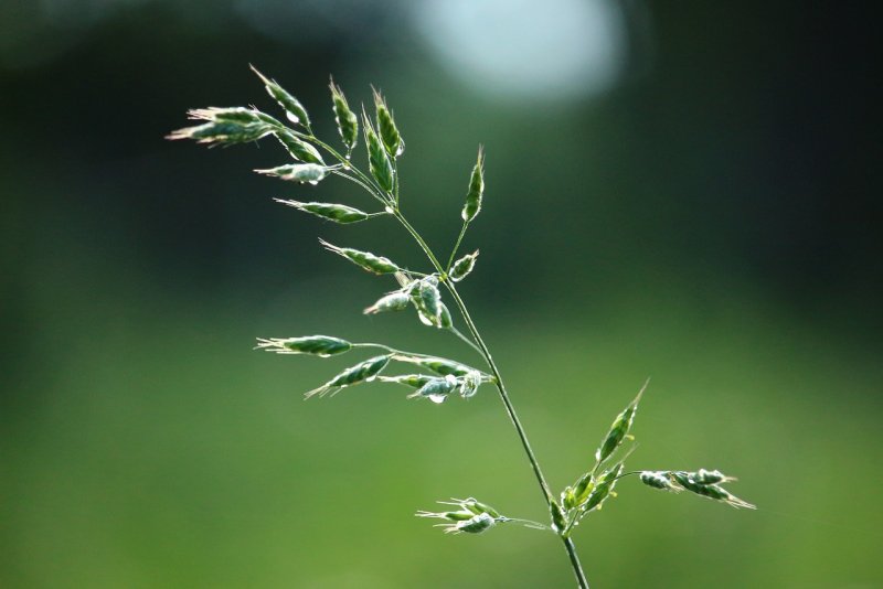 Мятлик однолетний – POA annua