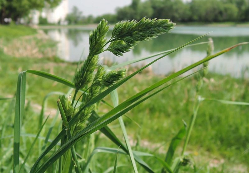 Мятлик Боровой (POA nemoralis l.)