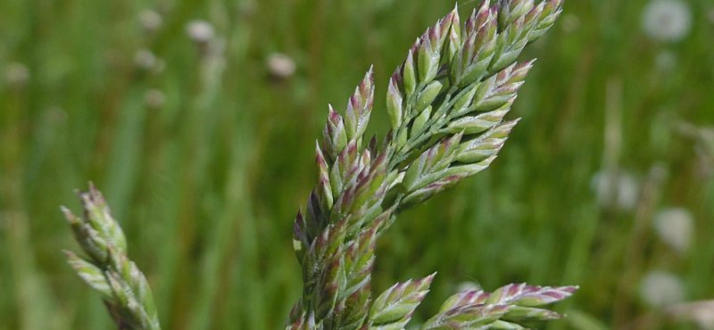 Мятлик Луговой (POA pratensis l.) газон
