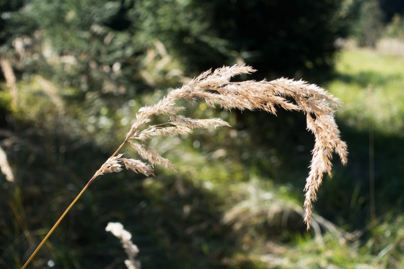 Мятлик однолетний – POA annua