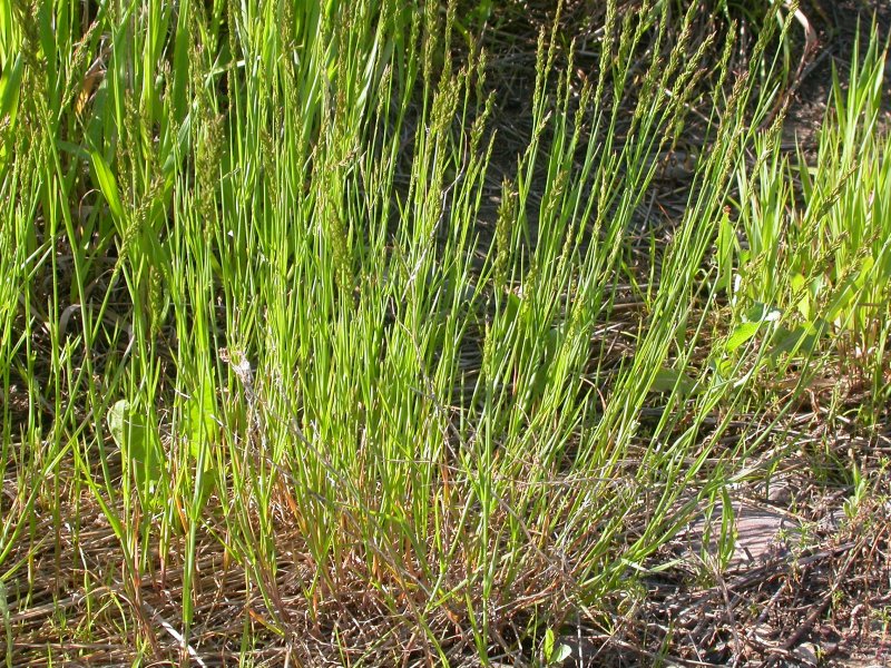 Мятлик однолетний (POA annua l.)