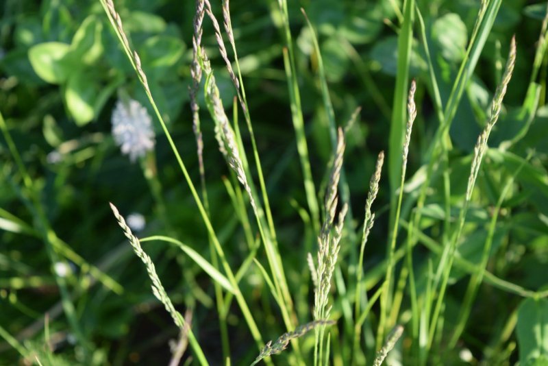 Anthoxanthum odoratum