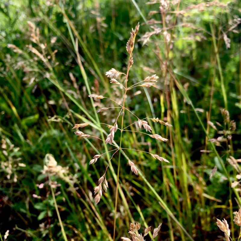 Мятлик луковичный POA bulbosa