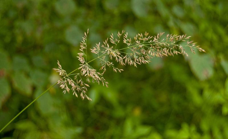 Мятлик Степной (POA stepposa)