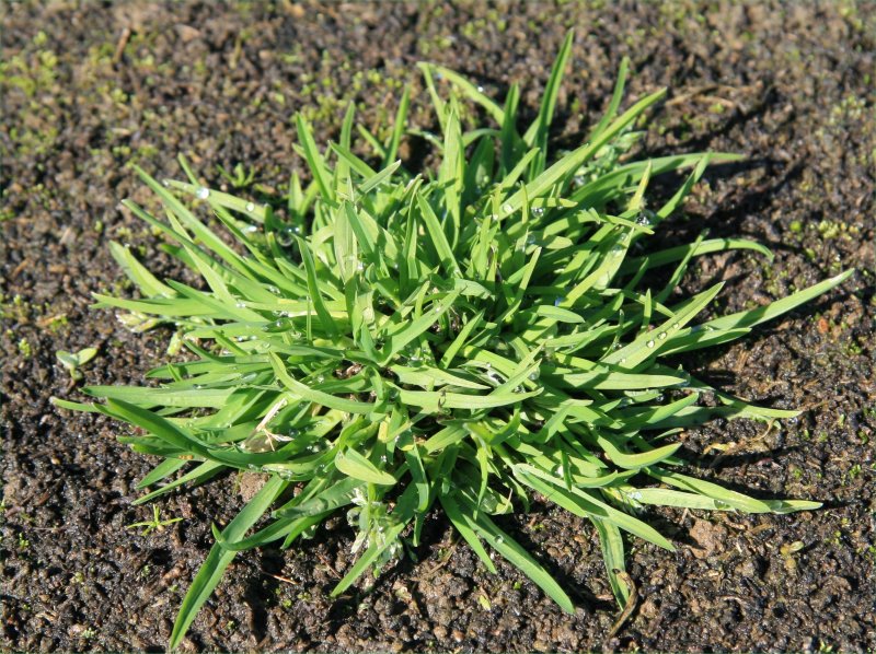 Ежа сборная (Dactylis glomerata) "variegata"
