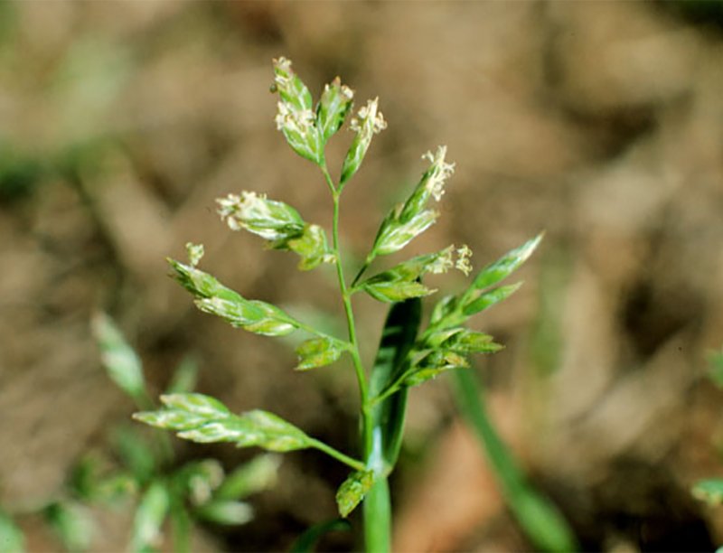 Мятлик Степной (POA stepposa)