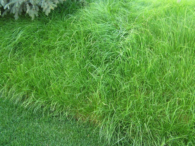 Овсяница Луговая (Festuca pratensis HUDS.)