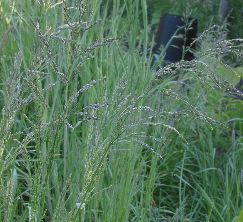 Мятлик однолетний (POA annua l.)
